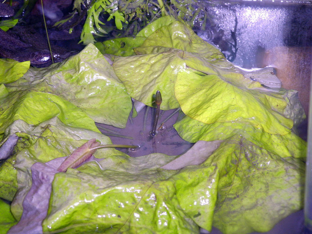 Nymphaea minuta Aug 29 06 outside shade Image035